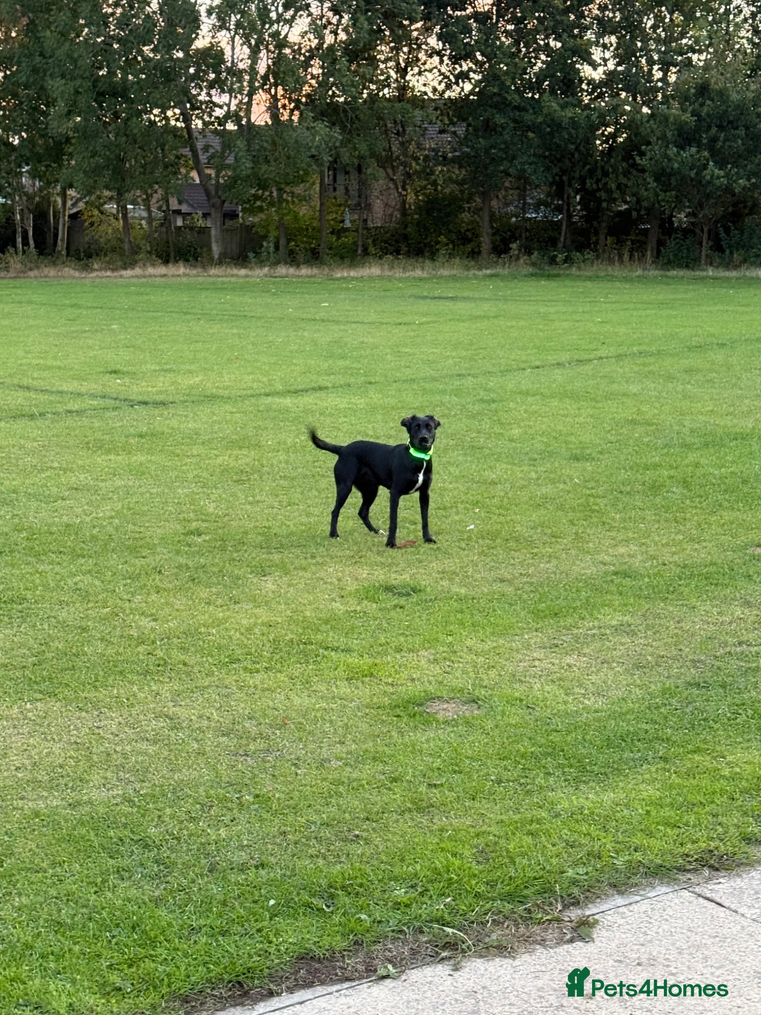 Springador dogs 18month female Springador  - Advert 2