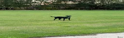Springador dogs for sale: 18month female Springador  - Advert 1