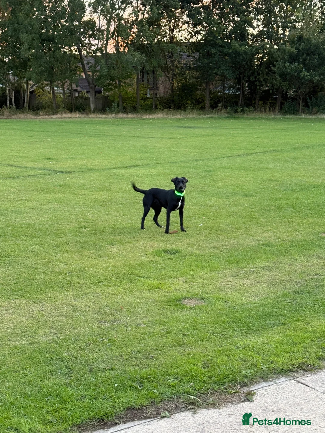 Springador dogs for sale: 18month female Springador  - Advert 1