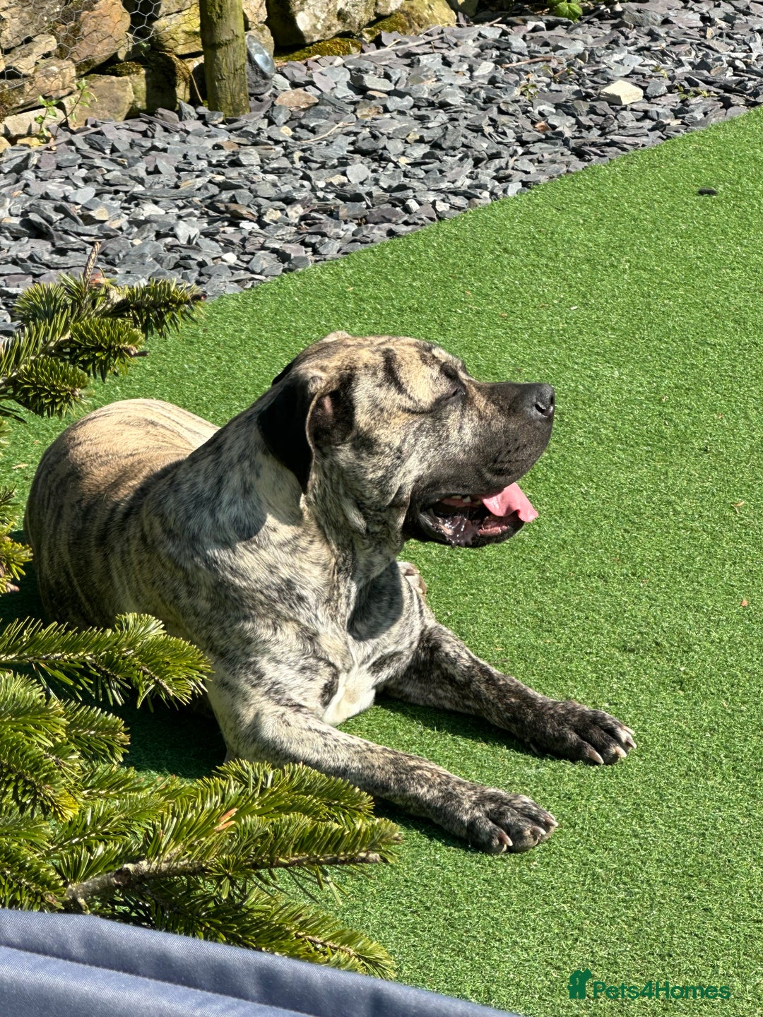 Boerboel dogs for stud: Beautiful South African Boerboel for Stud - Image 6