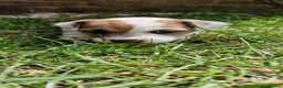 Jack Russell dogs for sale: One beautiful Jack Russel puppy - Advert 4