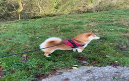 Japanese Shiba Inu dogs for sale: Health tested Japanese Shiba Inu Puppies - Image 6