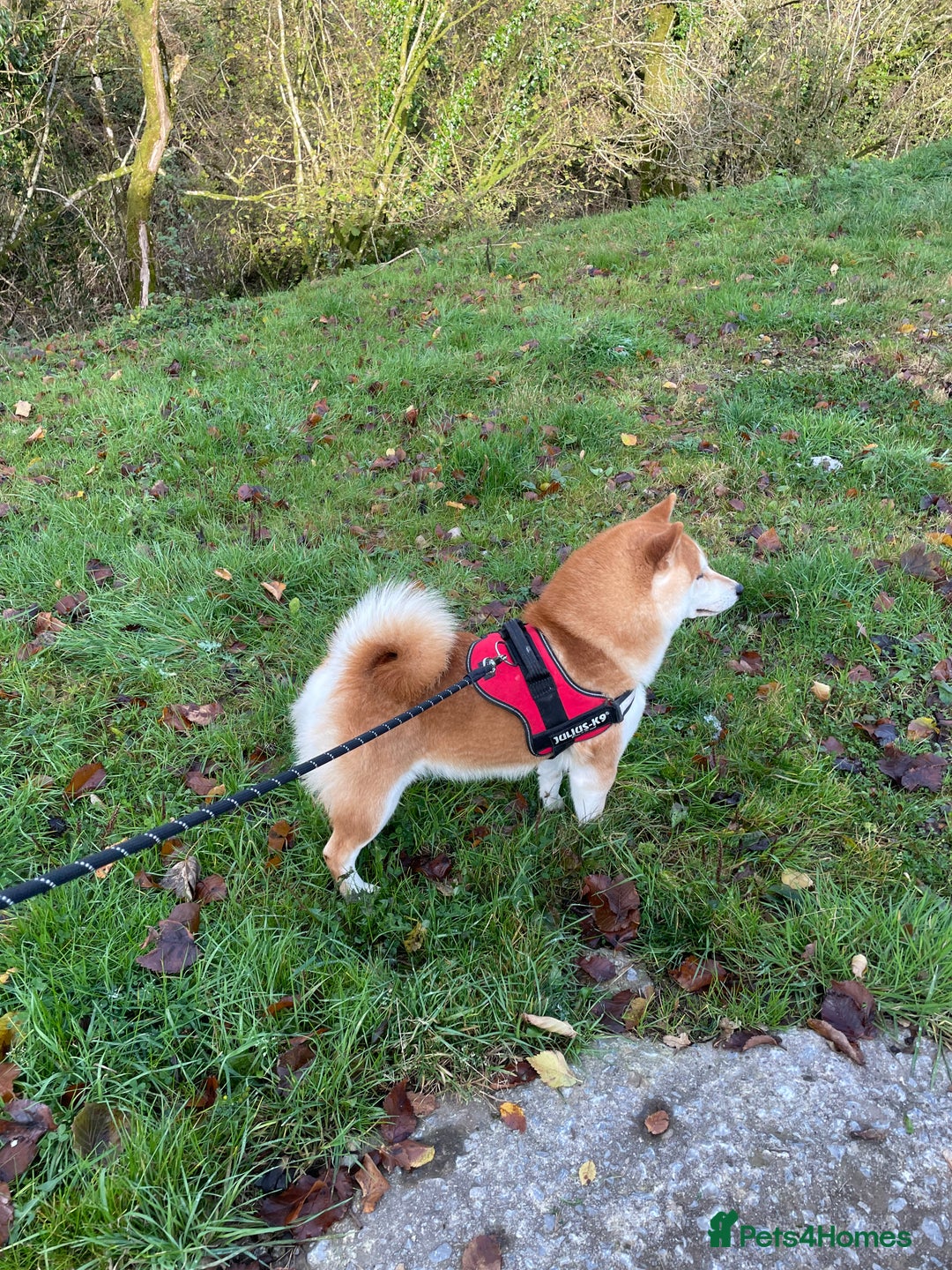 Japanese Shiba Inu dogs for sale: Health tested Japanese Shiba Inu Puppies - Image 6