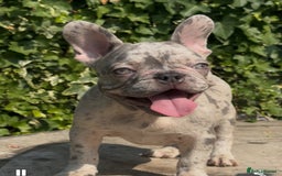 French Bulldog dogs for sale: HIGHEST QUALITY AVAILABLE  in Bexley - Image 6