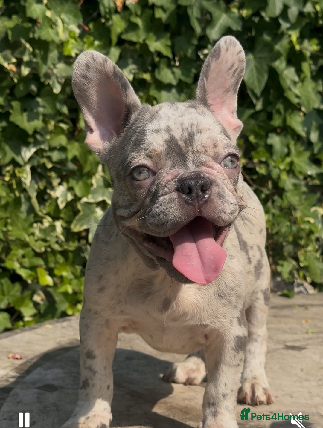 French Bulldog dogs for sale: HIGHEST QUALITY AVAILABLE  in Bexley - Image 6