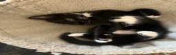 Mixed Breed cats for sale: 🐾Mixed-Breed Kittens Looking for Loving Homes! 🐾 - Advert 4