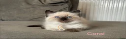 Ragdoll cats for sale: Ragdoll Kittens, Ready Now - Advert 5