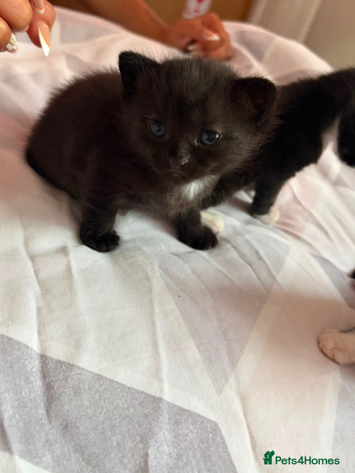Mixed Breed cats Kittens  - Advert 3