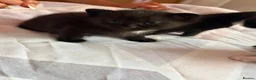 Mixed Breed cats for sale: Kittens  in Wellingborough - Advert 1