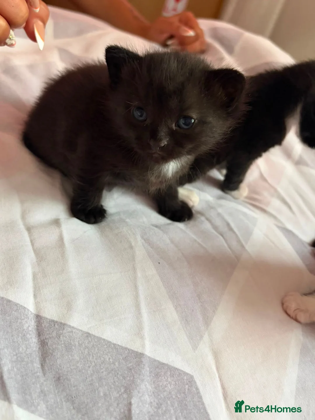 Mixed Breed cats for sale: Kittens  in Wellingborough - Advert 1