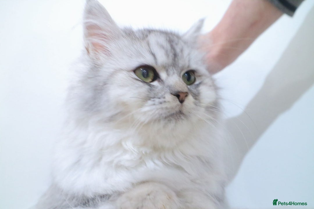 Persian cats for sale: Persian kitten 2 boys and 1 girl left - Advert 2