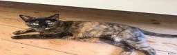 Mixed Breed cats for sale: Beautiful Mixed Kittens  - Advert 1