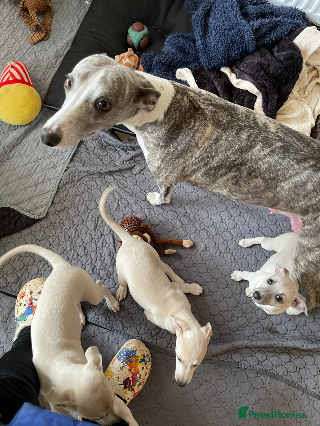 Mixed Breed dogs for sale: Wiggy’s  Whippet x Italian silver fawns - Advert 2