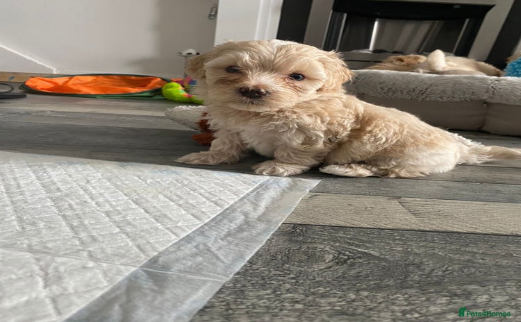 Maltipoo dogs - Advert 8