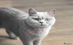 British Shorthair cats for sale: Beautiful GCCF Registered BSH Kittens - Ready Now - Image 15