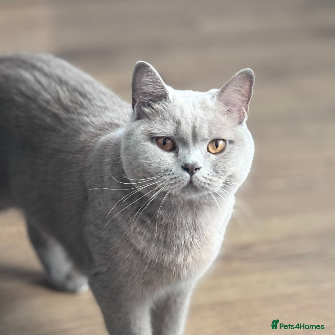 British Shorthair cats for sale: Beautiful GCCF Registered BSH Kittens - Ready Now - Image 15