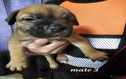 Mixed Breed dogs for sale: American bulldog x Staffordshire terrier puppies  - Image 7