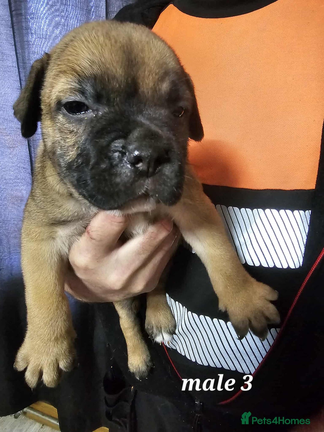 Mixed Breed dogs for sale: American bulldog x Staffordshire terrier puppies  - Image 7