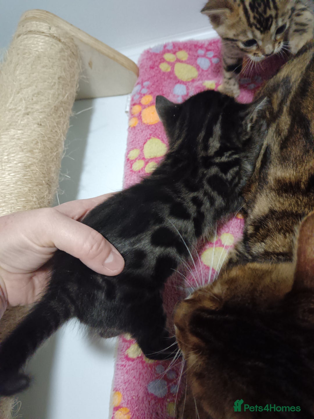 Bengal cats for sale: Pure Bengal kittens - Image 9