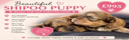 Shihpoo dogs for sale: Stunning litter of Shipoo Puppies  - Advert 3
