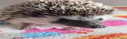 Pygmy Hedgehog rodents for sale: Beautiful Baby Hoglets Ready Now/Reserve - Advert 15
