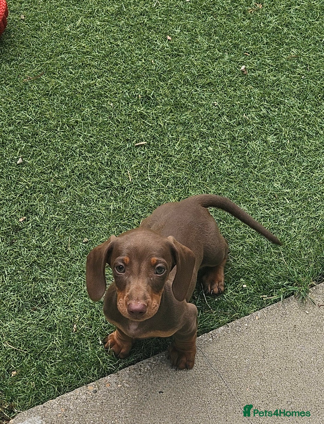 Dachshund dogs for sale: Miniature dauchaund  - Image 19