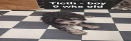 Toy Poodle dogs for sale: Asian toy poodles  in Wolverhampton - Advert 3