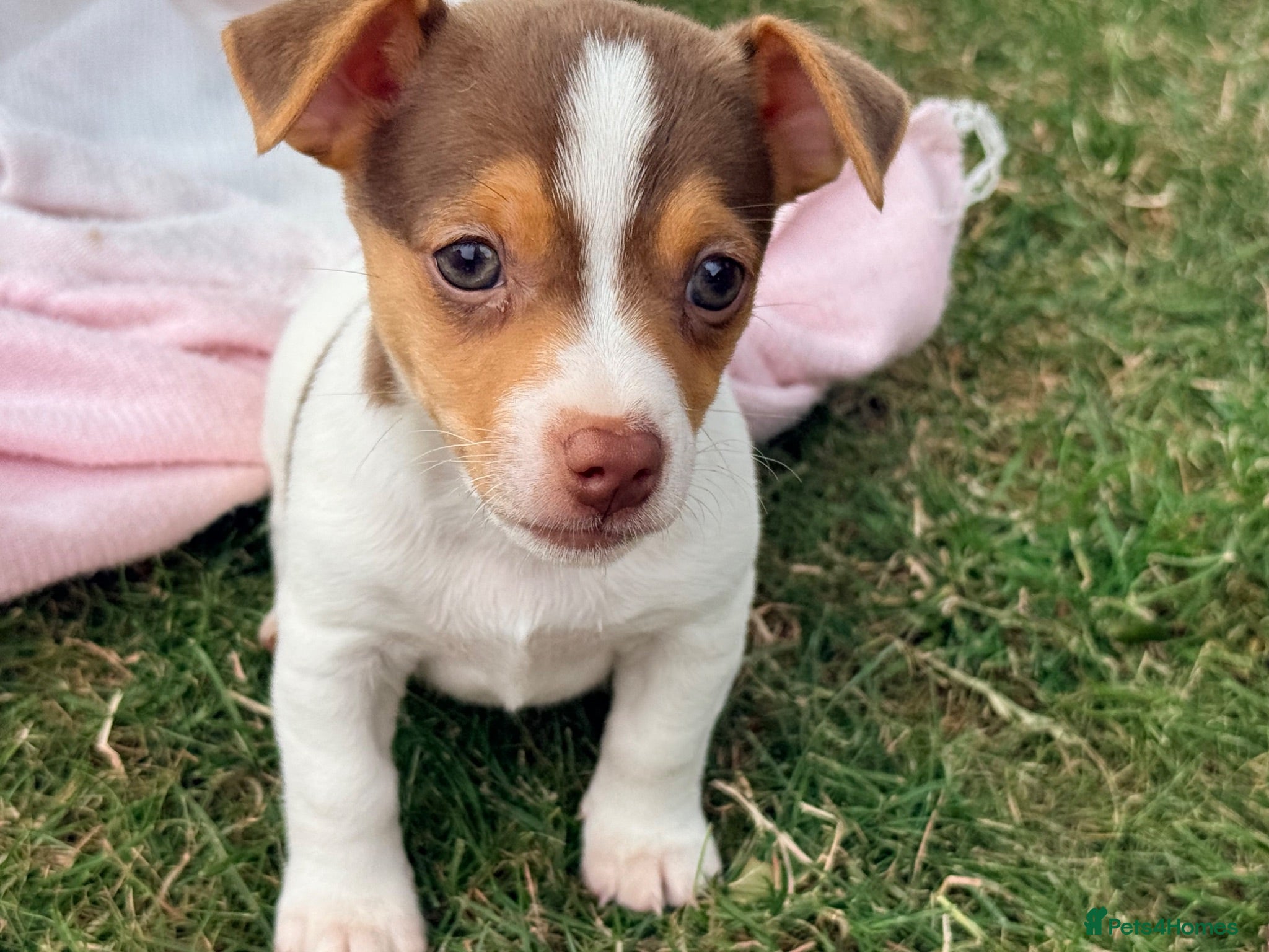 Jack Russell dogs Mini Jack Russell pups 🐶  - Advert 1