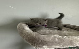 British Shorthair cats for sale: Stunning litter of bsh  - Image 7