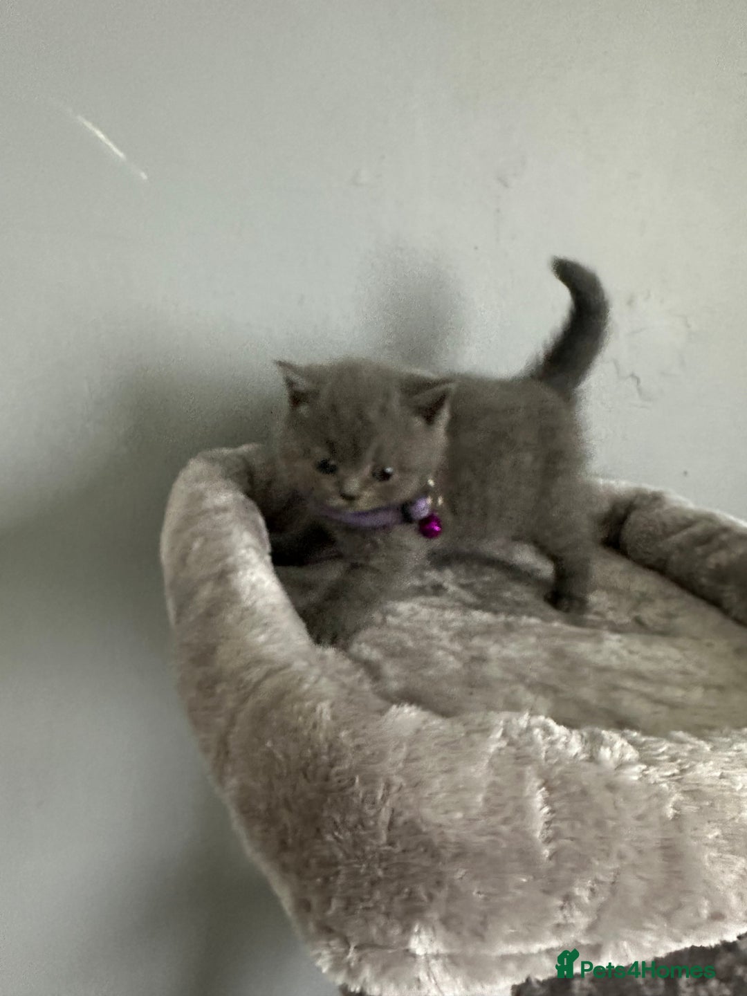 British Shorthair cats for sale: Stunning litter of bsh  - Image 7