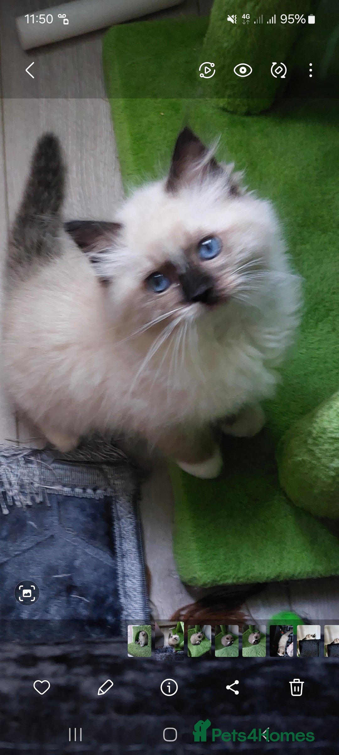 Ragdoll cats for sale: Beautiful adorable Ragdoll kittens.  - Image 3