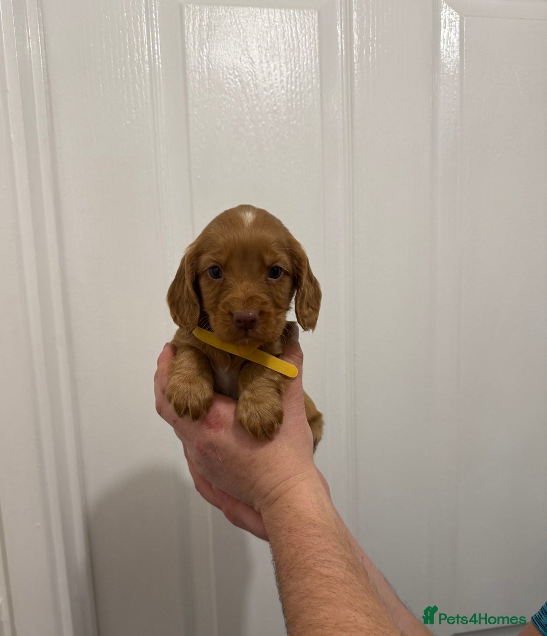 Cocker Spaniel dogs for sale: PEDIGREE COCKER SPANIEL PUPPIES  - Advert 1