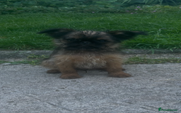 Griffon Bruxellois dogs for sale: Wolfy - Image 10