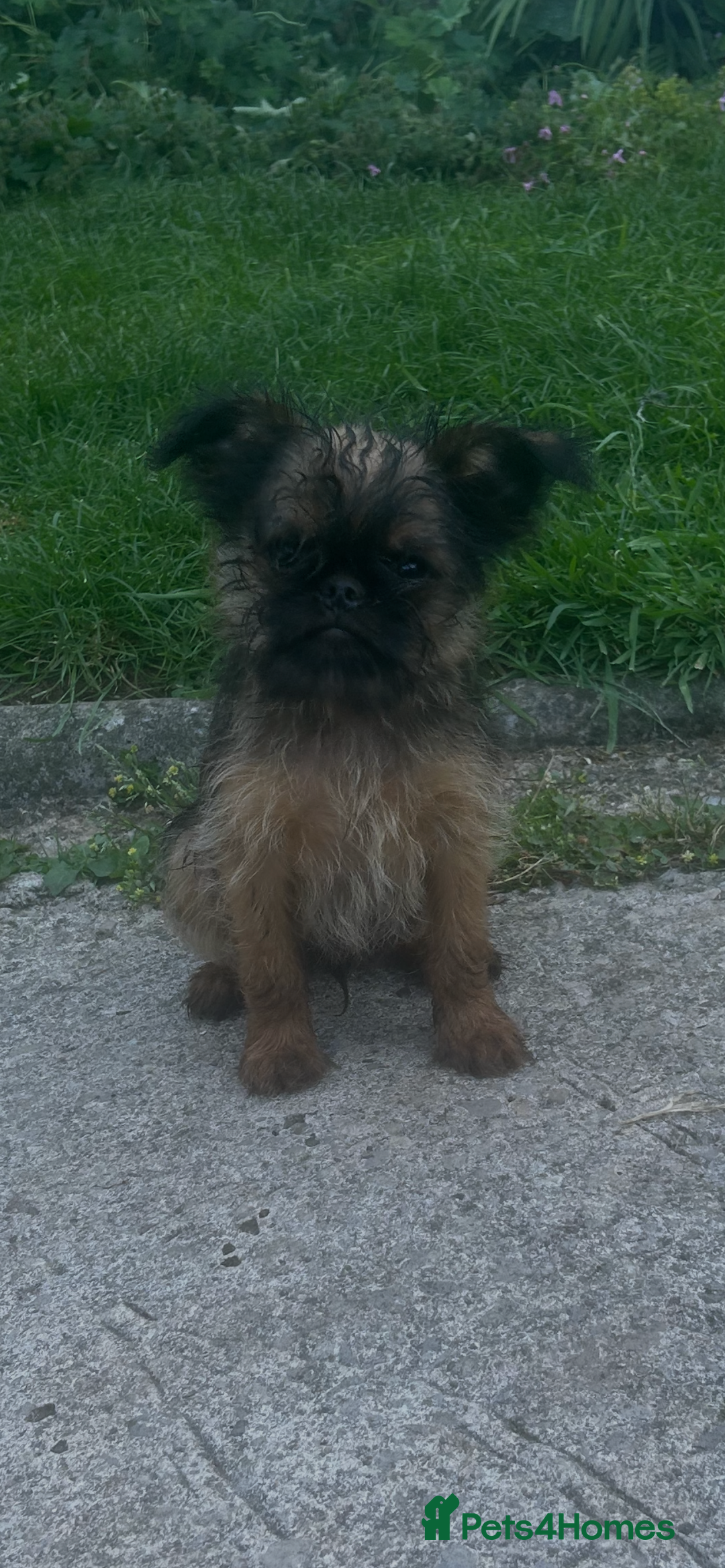 Griffon Bruxellois dogs for sale: Wolfy - Image 10