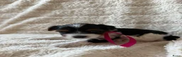 Biewer Terrier dogs for sale: Beautiful Biewer Terriers - Advert 6