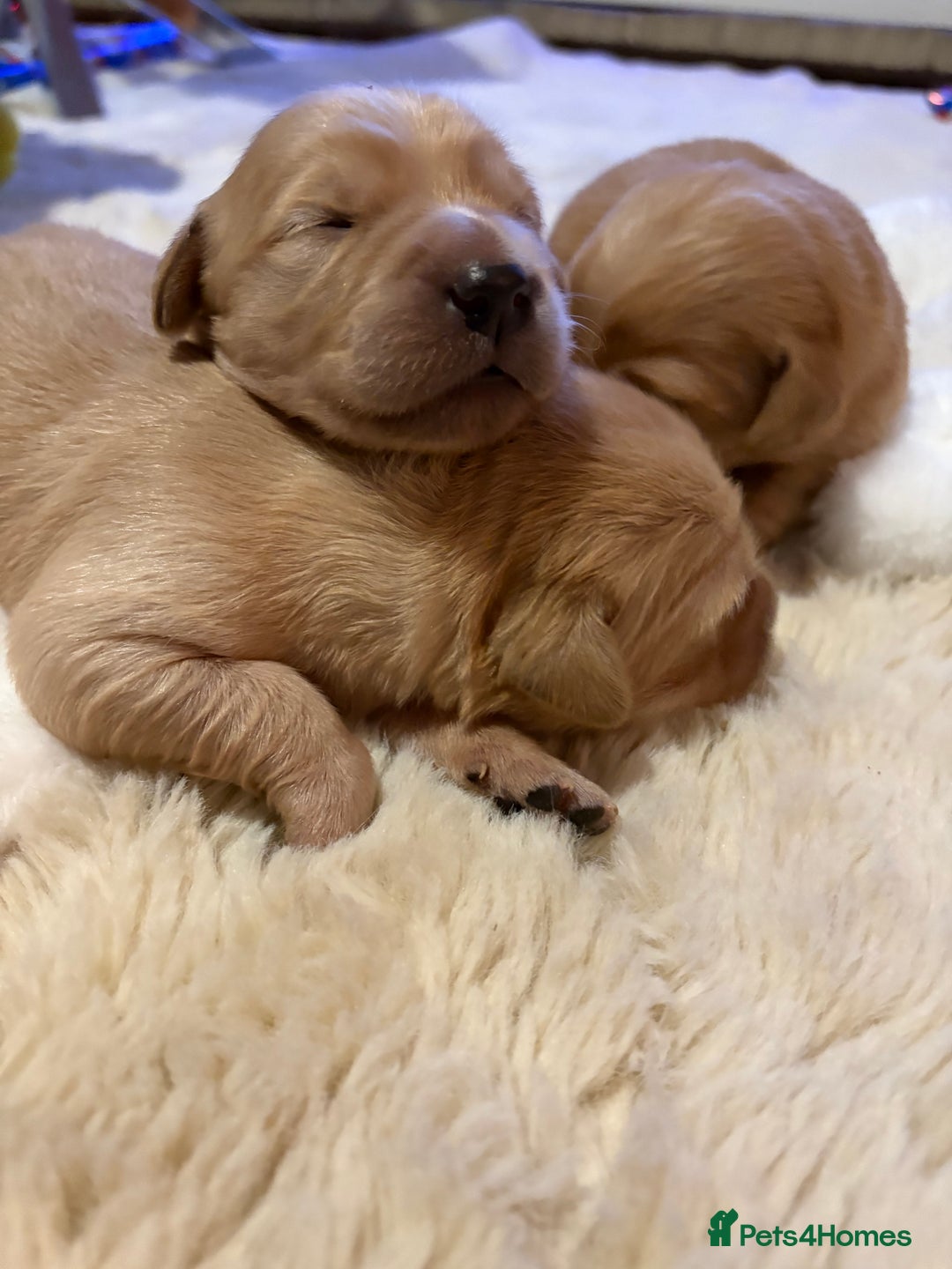 Golden Retriever dogs for sale: Sold sold sold sold sold  - Advert 17