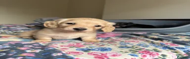 Dachshund 1
