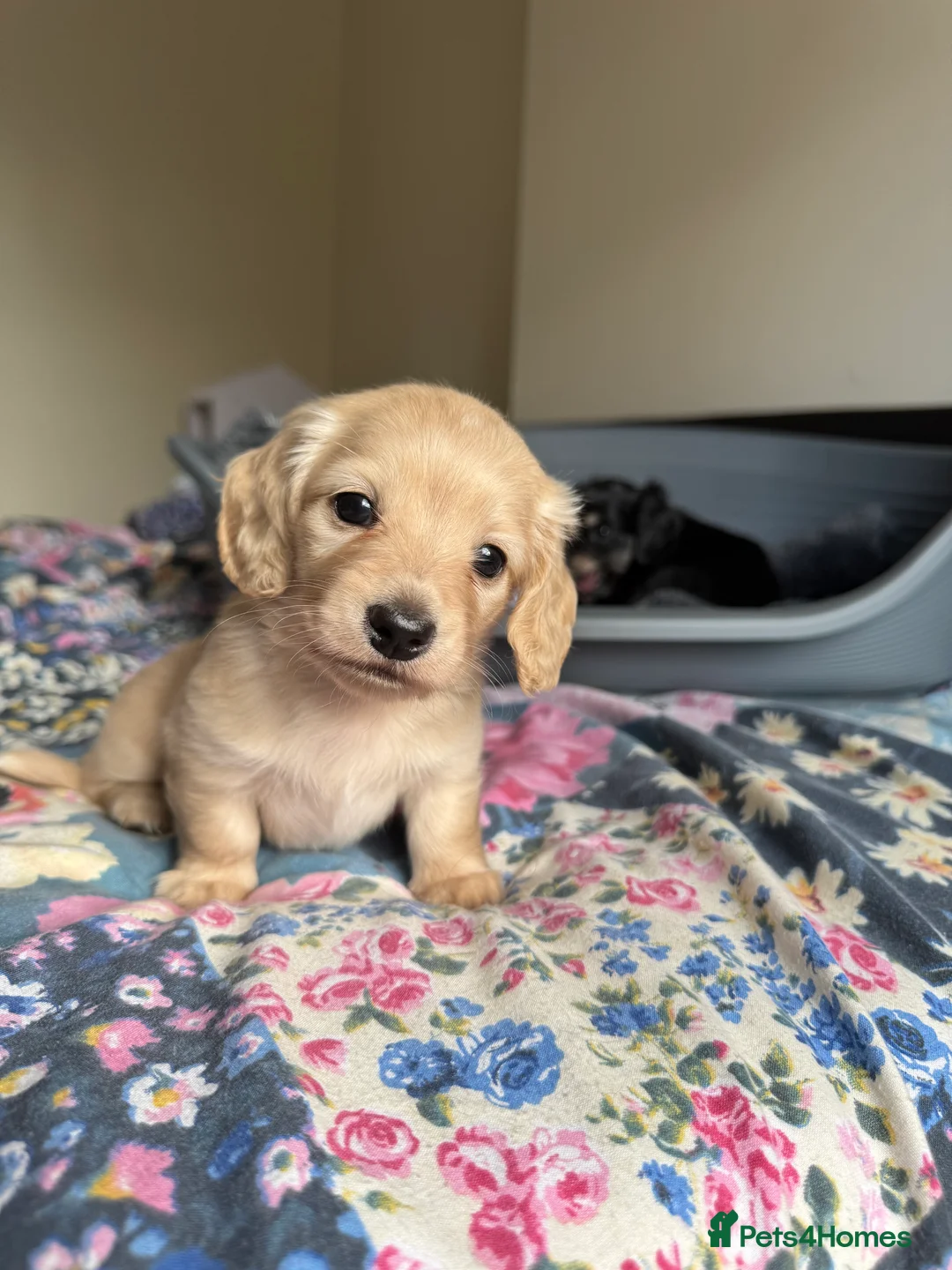 Dachshund dogs for sale: KC reg. Miniature longhair Dachshund Puppies   - Advert 9