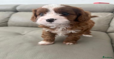 Cavapoo dogs - Advert 6