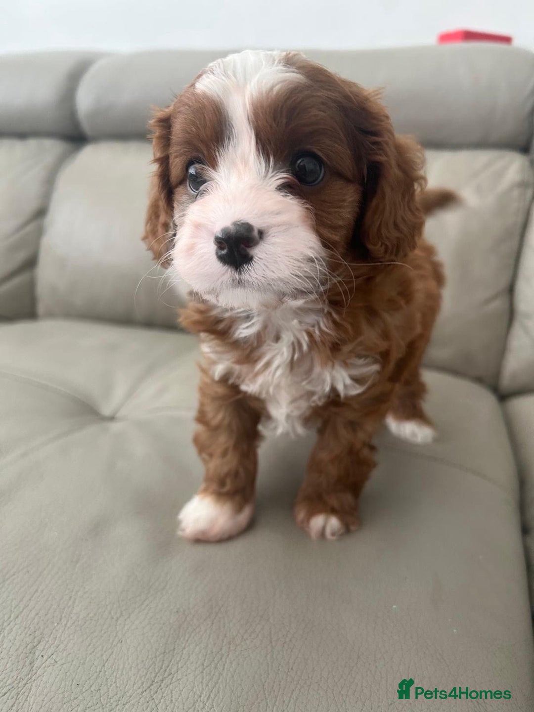 Cavapoo dogs for sale: 🧸F1 Cavapoo, health tested with unique markings.  - Image 2