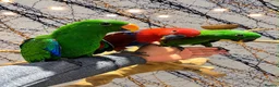 Mixed Breed birds for sale: Stunning Selection Baby HandReared Loving Parrot in Nottingham - Advert 6