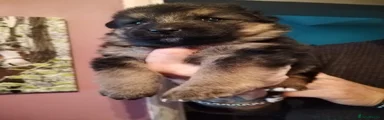 German Shepherd Puppy 1