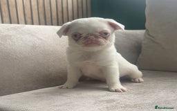 Pug dogs for sale: The “Dinosaur Litter”  - Image 9