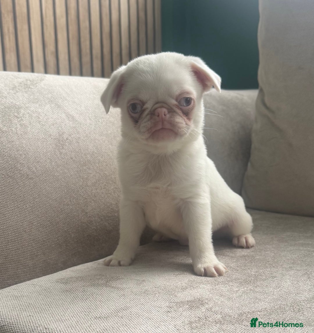 Pug dogs for sale: The “Dinosaur Litter”  - Image 9