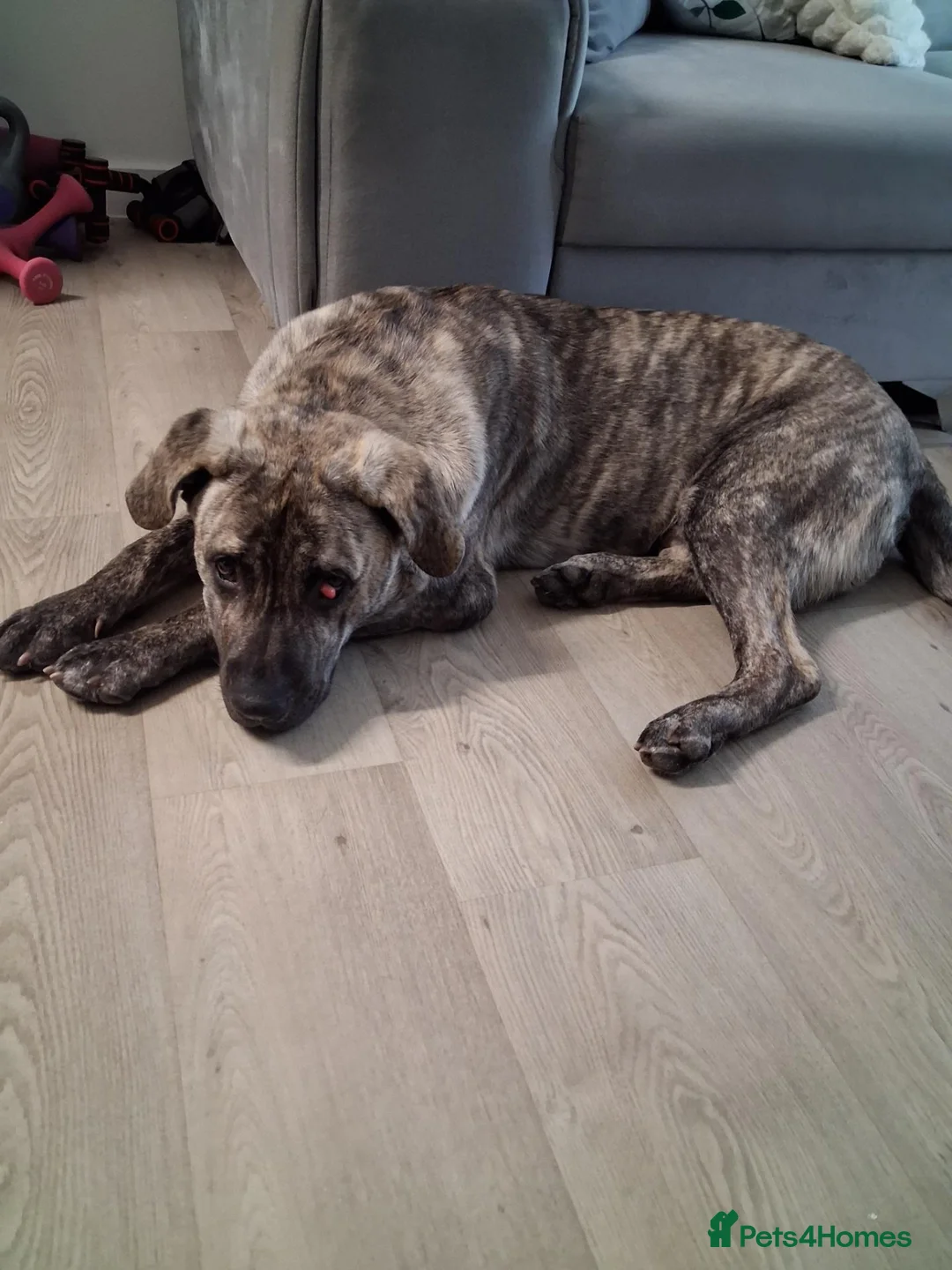 Mixed Breed dogs for sale: Ace is looking for a active adventure household - Advert 1
