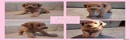Labradoodle dogs for sale: READY to leave - Miniature F1b Labradoodles - Advert 5