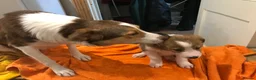 Mixed Breed dogs for sale: King Bryn  - Advert 3