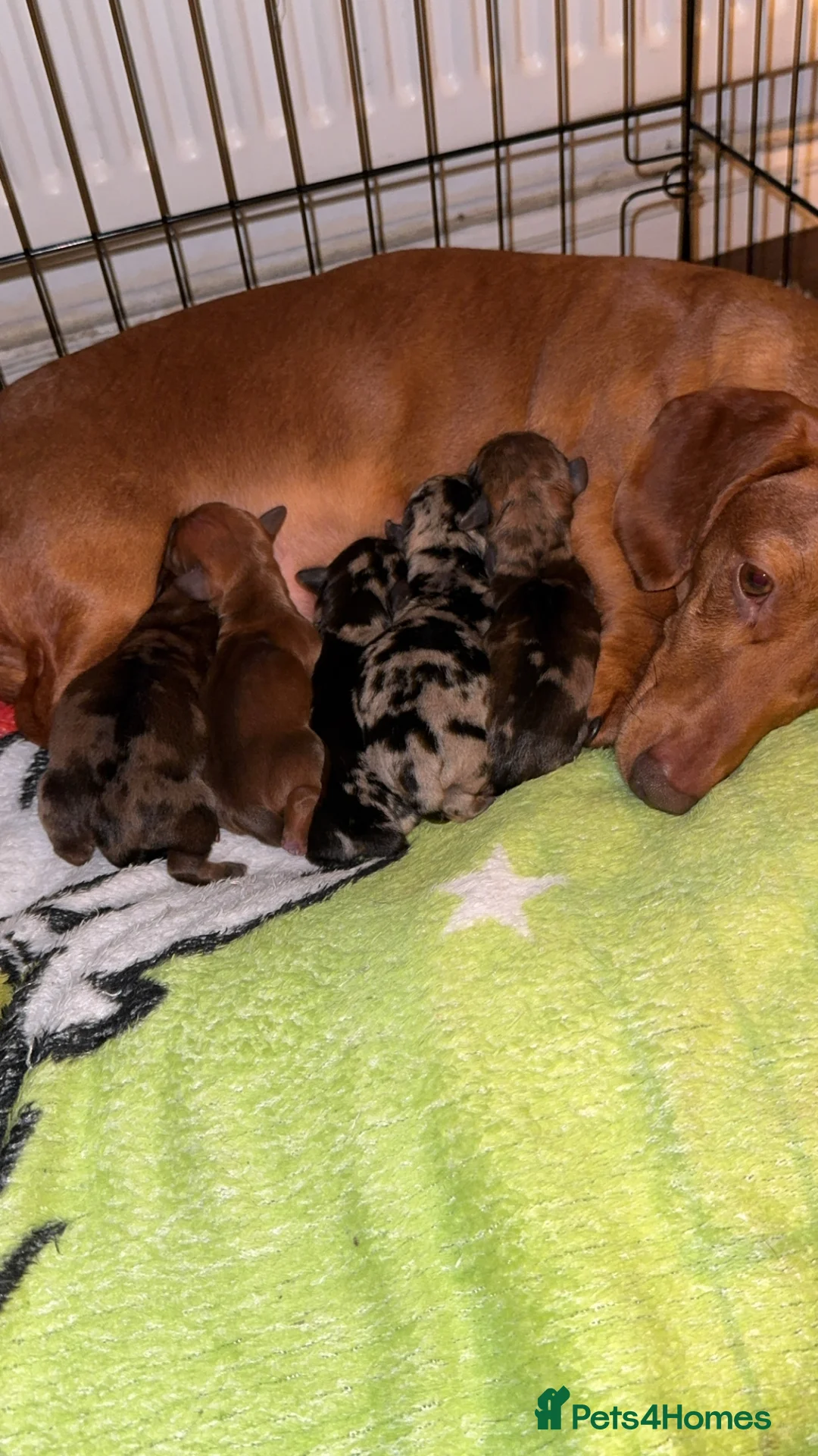 Dachshund dogs for sale: Dachshund Puppies  - Advert 9