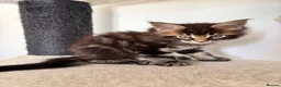 Maine Coon cats for sale: 7 adorable Pure Bred Mainecoon - Advert 18