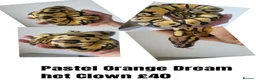 Python Snake reptiles for sale: Royal ("Ball") Pythons for rehoming from £10 - Advert 3